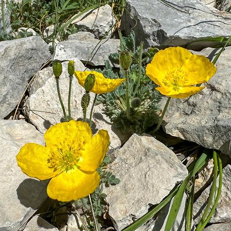 Вілла Les Terrasses De Cascavelle Blauvac Екстер'єр фото