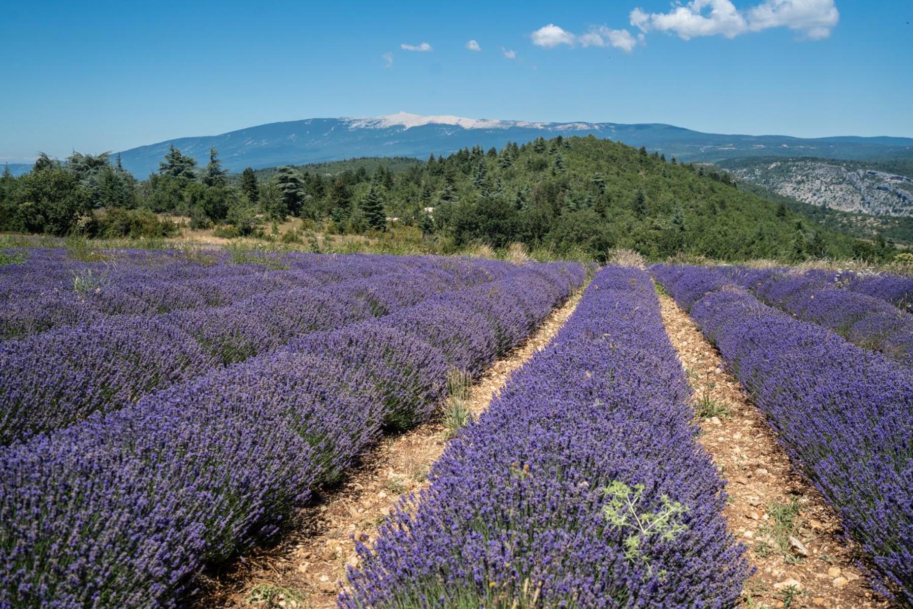 Вілла Les Terrasses De Cascavelle Blauvac Екстер'єр фото